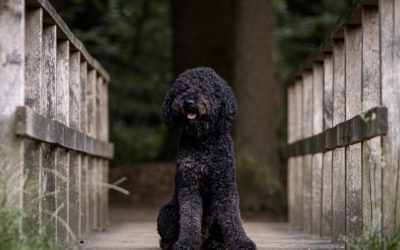 Hoe fotografeer je een zwarte hond?