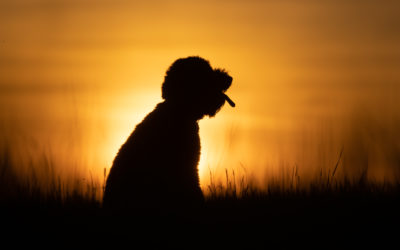 Waarom iedere hond geschikt is voor een fotoshoot