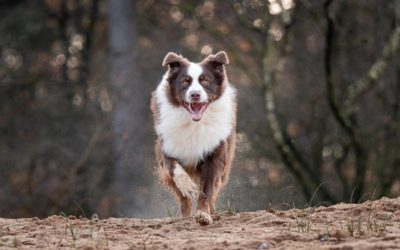 Mijn 5 favoriete locaties voor hondenfotografie in de Achterhoek